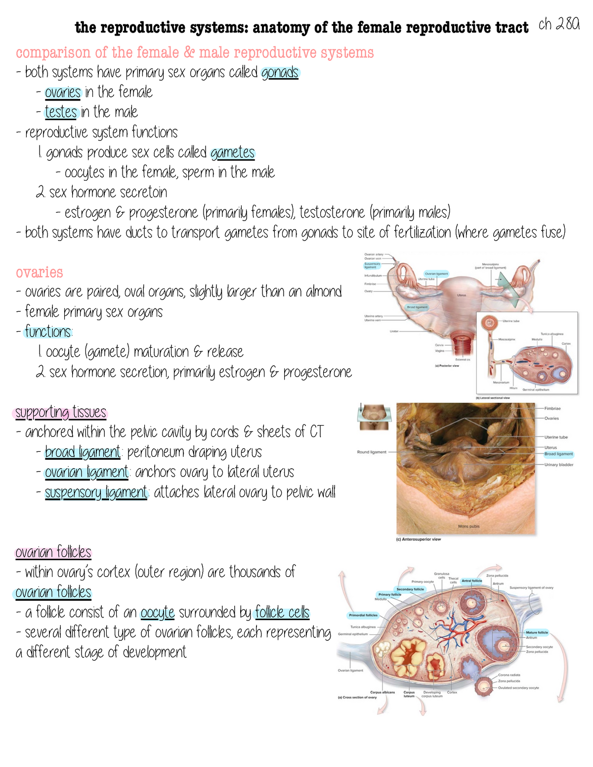 Ch 28A - Kelli Teager - the reproductive systems: anatomy of the female ...