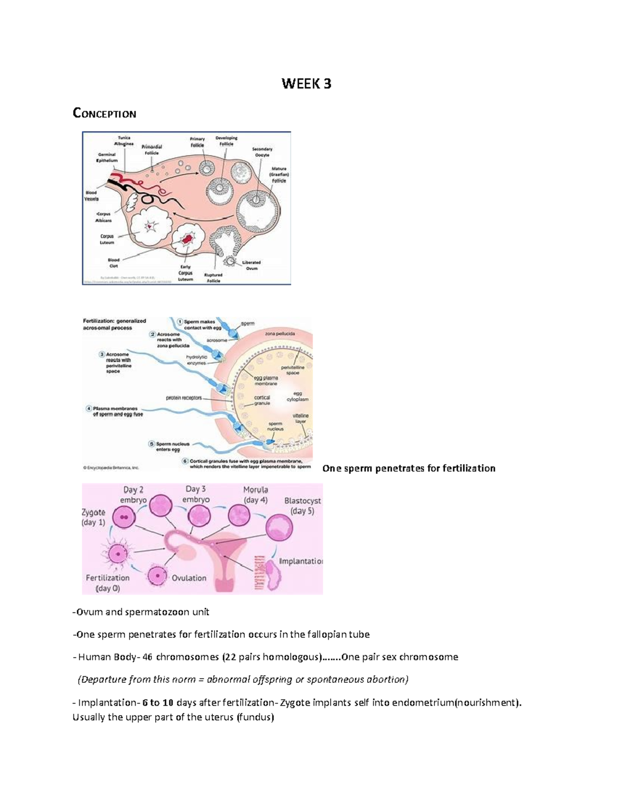 WEEK Three Lecture notes - WEEK 3 CONCEPTION One sperm penetrates for ...