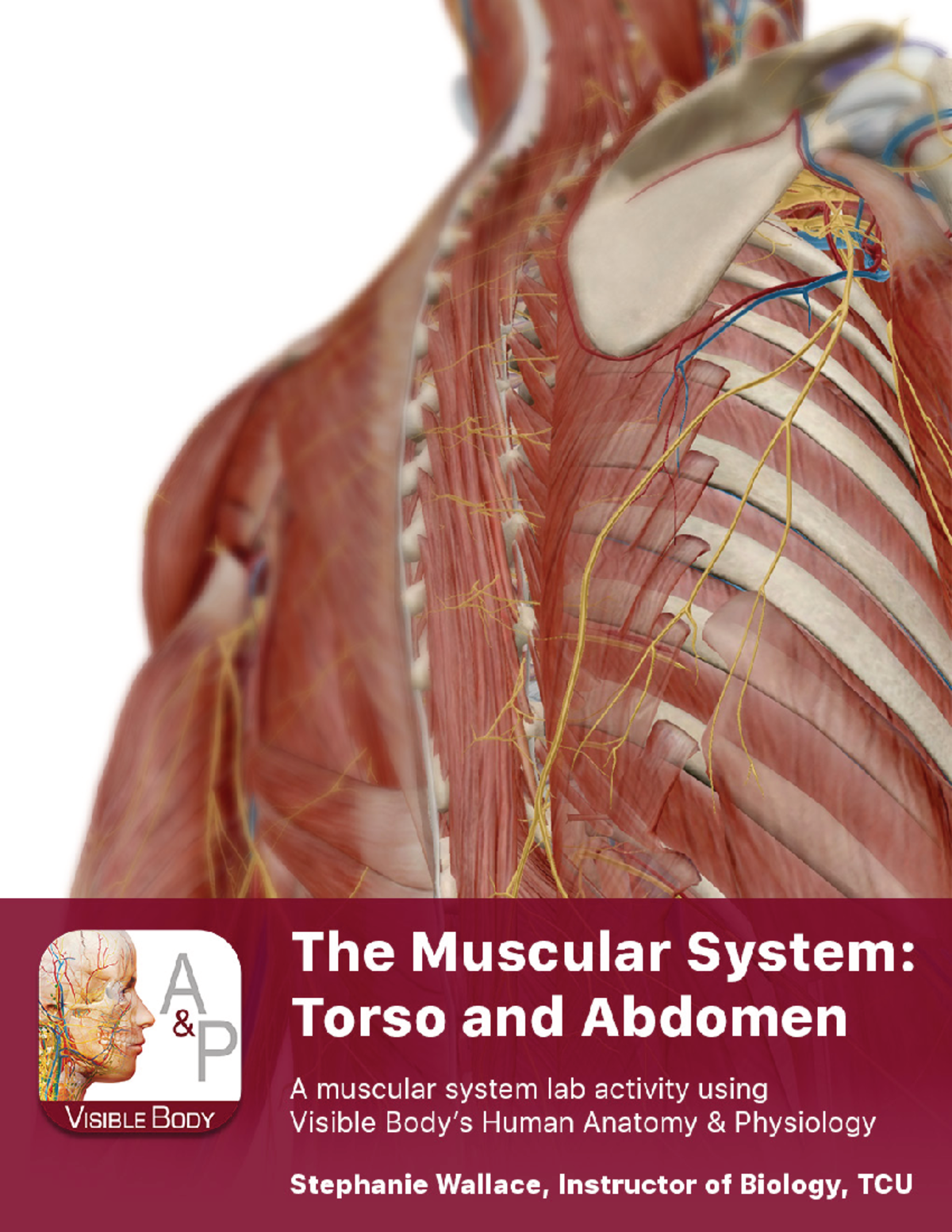 Lab manual muscles abdomen thorax a+p - IN-LAB EXERCISES Use the ...