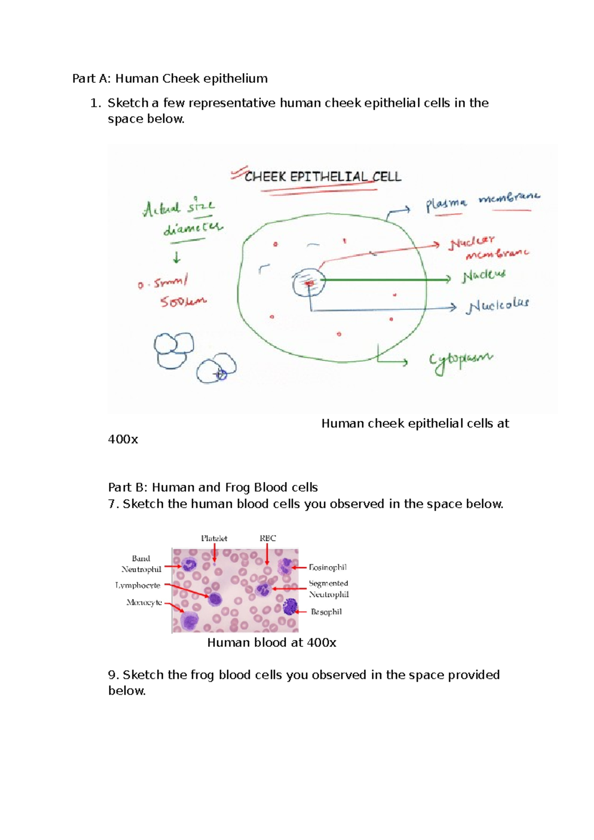 Lab 3 - lab works - Part A: Human Cheek epithelium 1. Sketch a few ...
