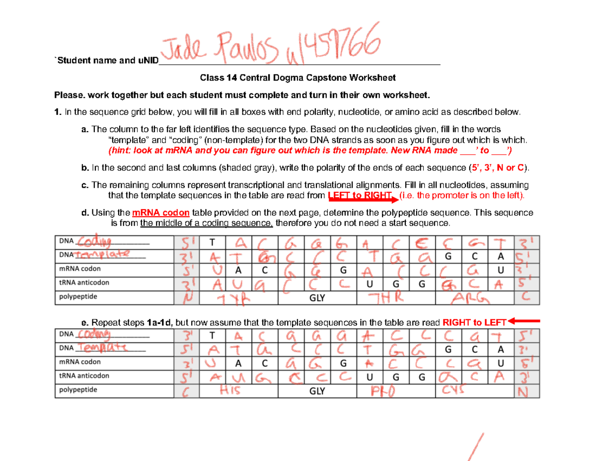 3-Worksheet+14+Central+Dogma+S%2724 - `Student name and - Studocu