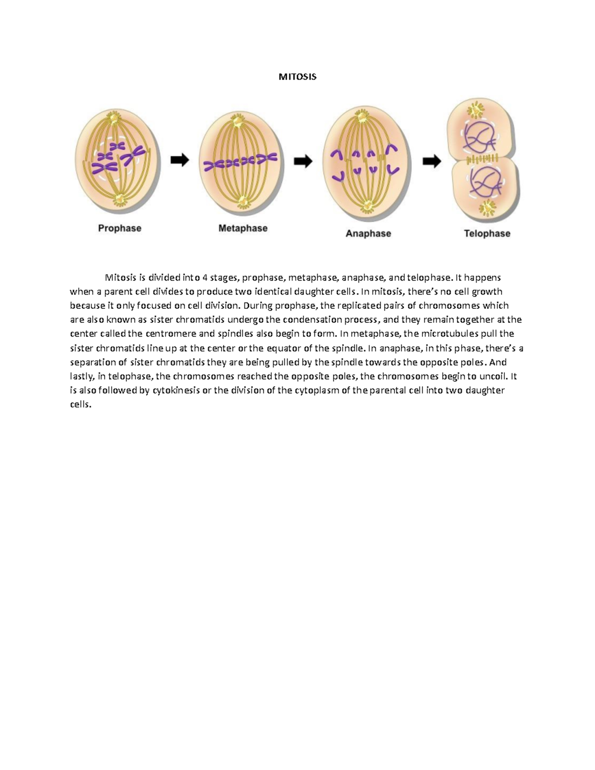Mitosis-AND- Meiosis - Lecture notes Lecture 1 - MITOSIS Mitosis is ...