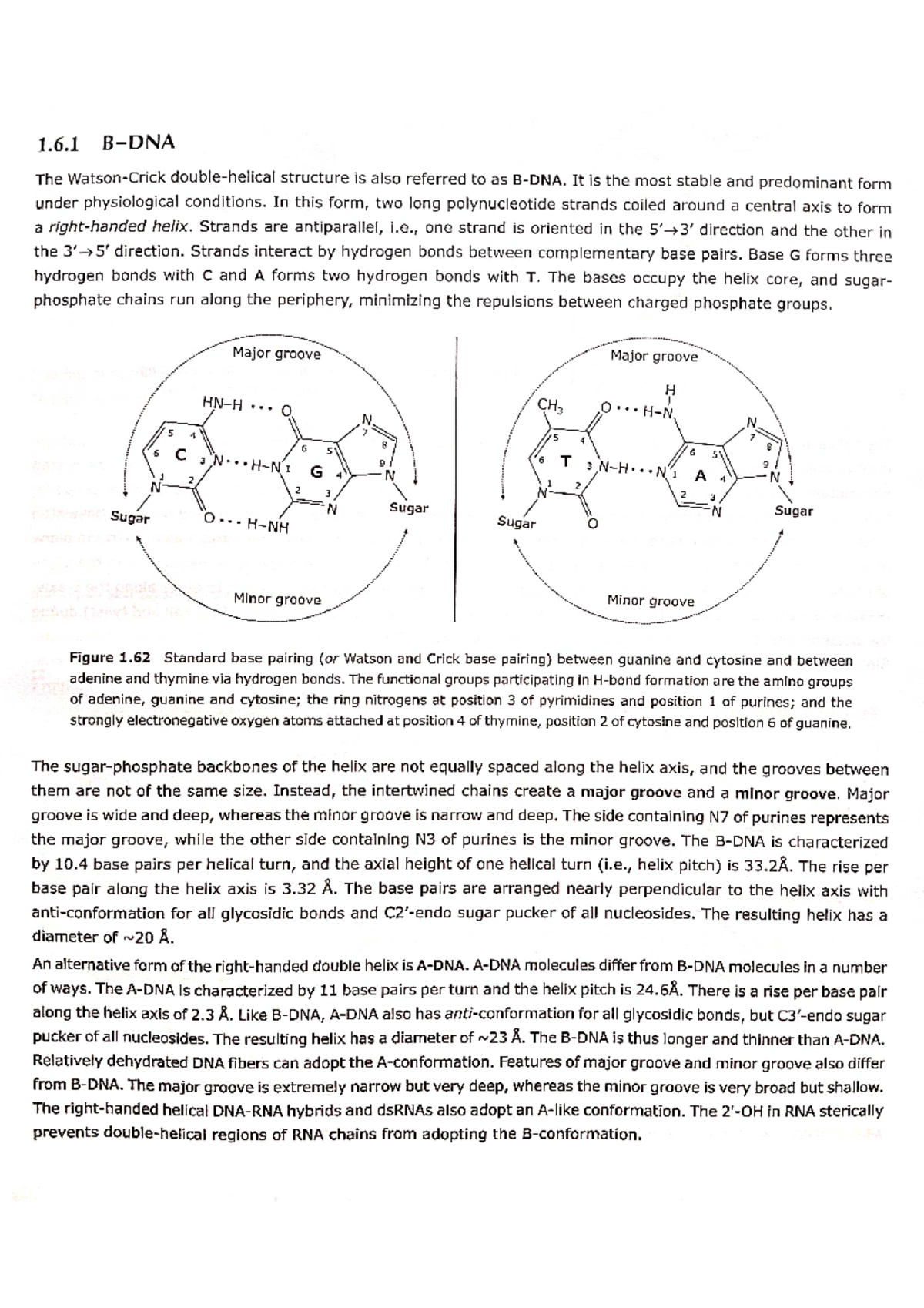 B-DNA - To Know About B -DNA - Cell Biology - Studocu