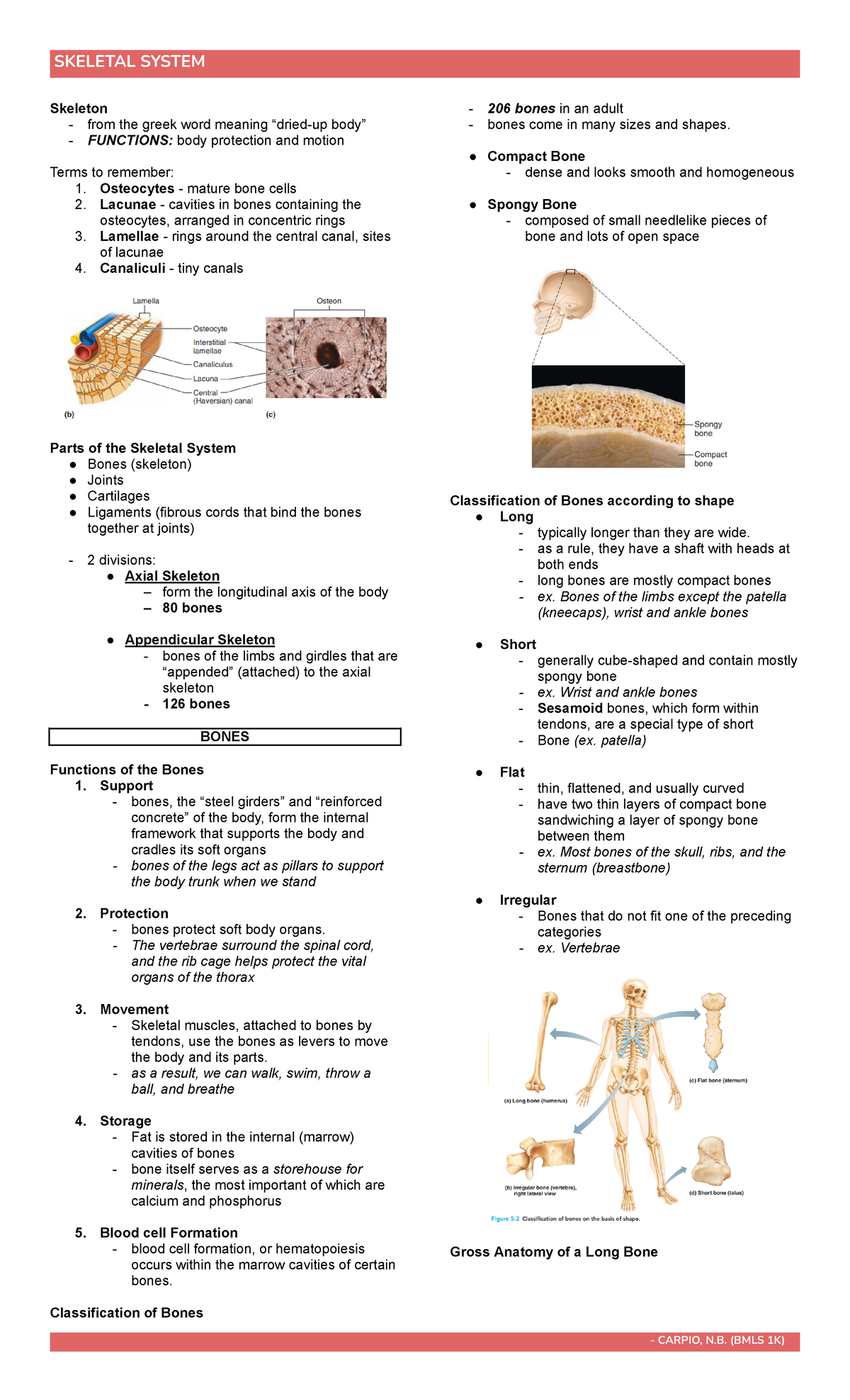[BIO 101] Skeletal System - Skeleton - from the greek word meaning ...
