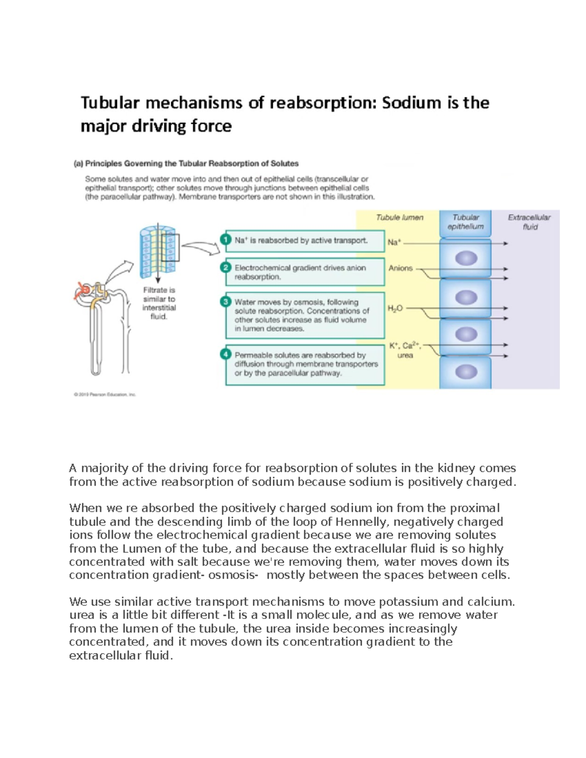 tubular-mechanisms-of-reabsorption-sodium-driving-force-a-majority-of