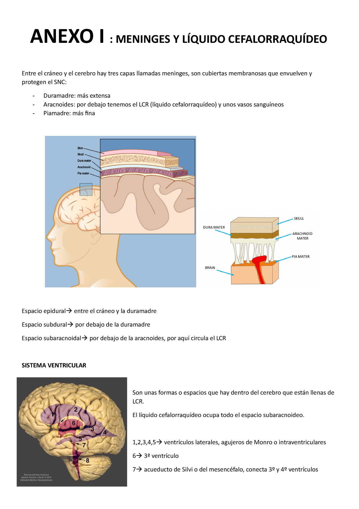 Meninges Y Lcr Apunts Anexo I Anexo I Meninges Y LÍquido CefalorraquÍdeo Entre El Cráneo Y 0271