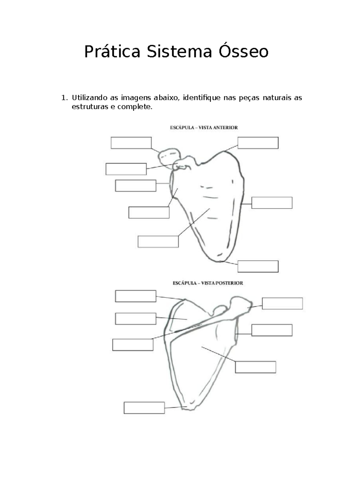 Prática Sistema Ósseo Apendicular e Axial - Morfofisiologia Básica E ...