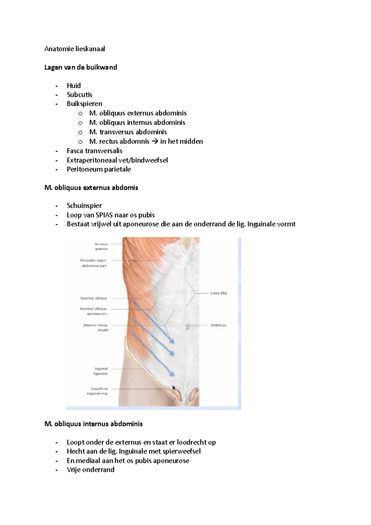 Anatomie lieskanaal - Anatomie lieskanaal Lagen van de buikwand Huid ...