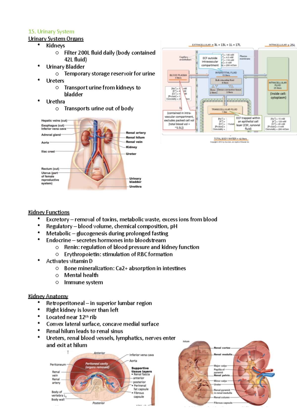 15 urinary system - High distinction - Urinary System Urinary System ...