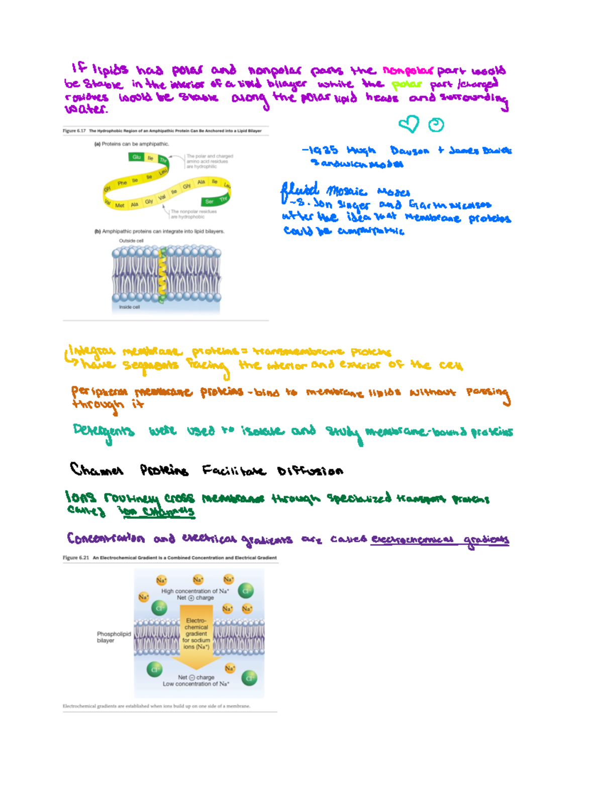 6.4 proteins alter membrane structure and function - BIO 161 - Studocu