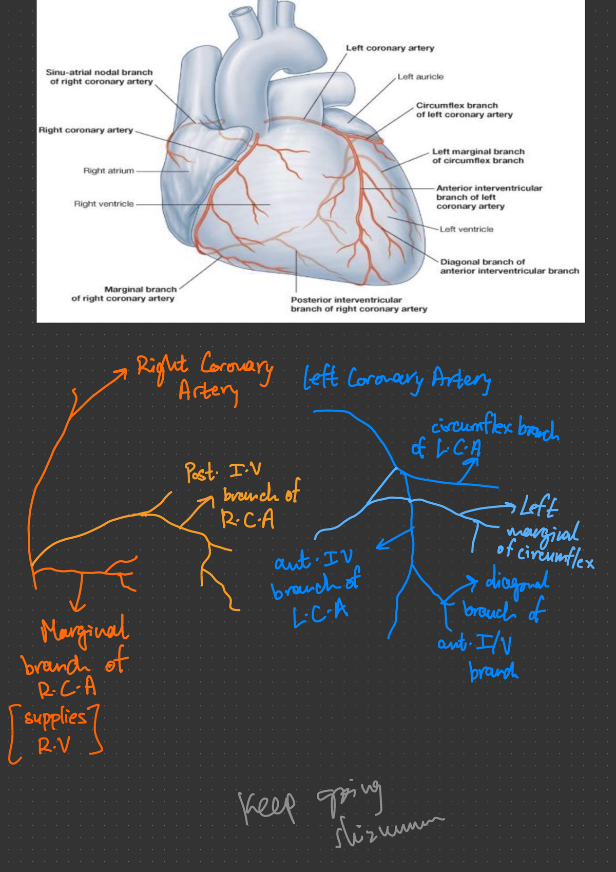 Cardio spe - bachelors in medicine and surgery -Right Coronary left ...