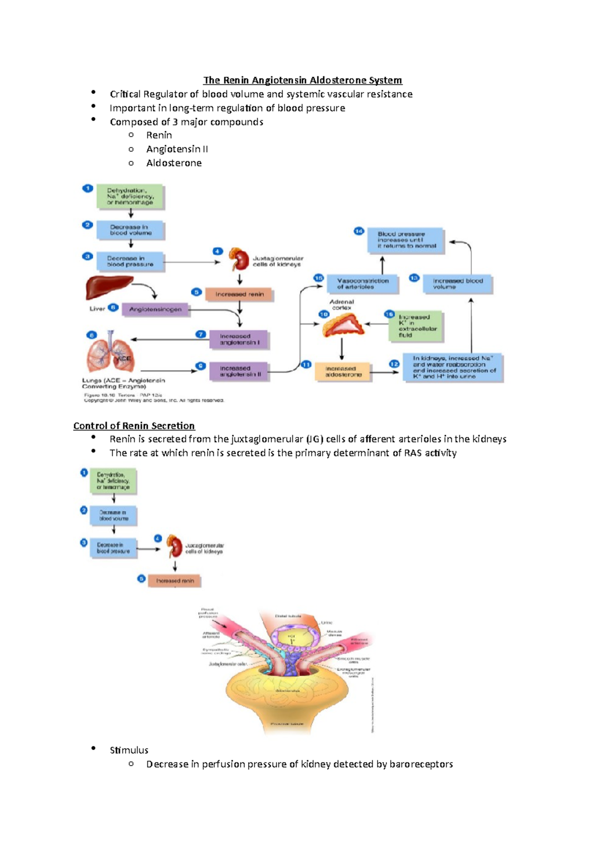 The Renin Angiotensin Aldosterone System - Studocu