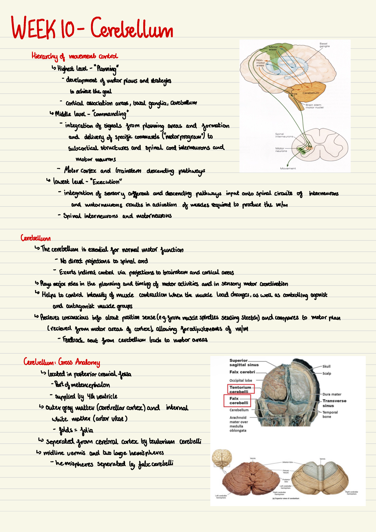 Cerebellum - handwritten notes - WEEK 10 Cerebellum Hierarchyof ...