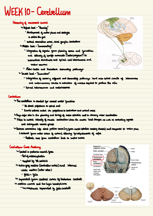 Spinal cord - handwritten notes - Spinal Cord The vertebral column ...