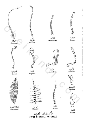 اسئله علي كل كائن - revision - Entomology - Studocu