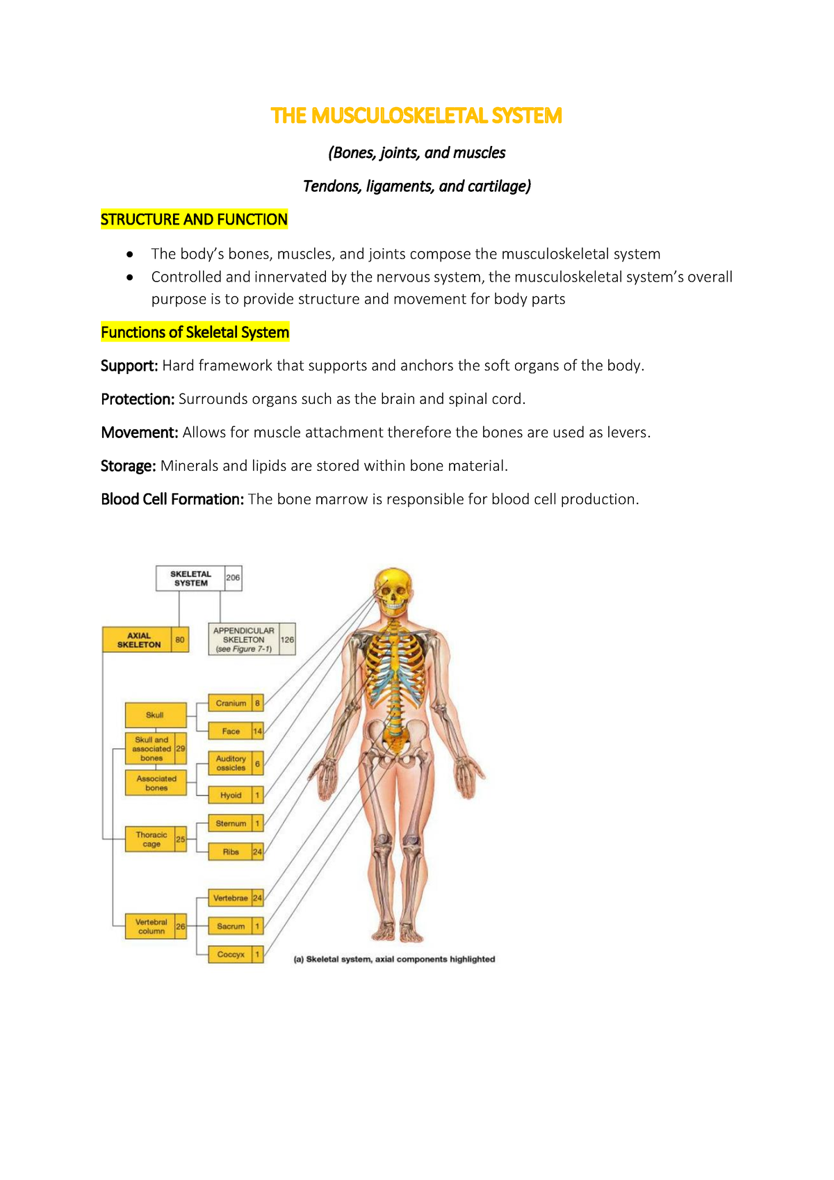 Assessing THE Musculoskeletal System - (Bones, joints, and muscles ...