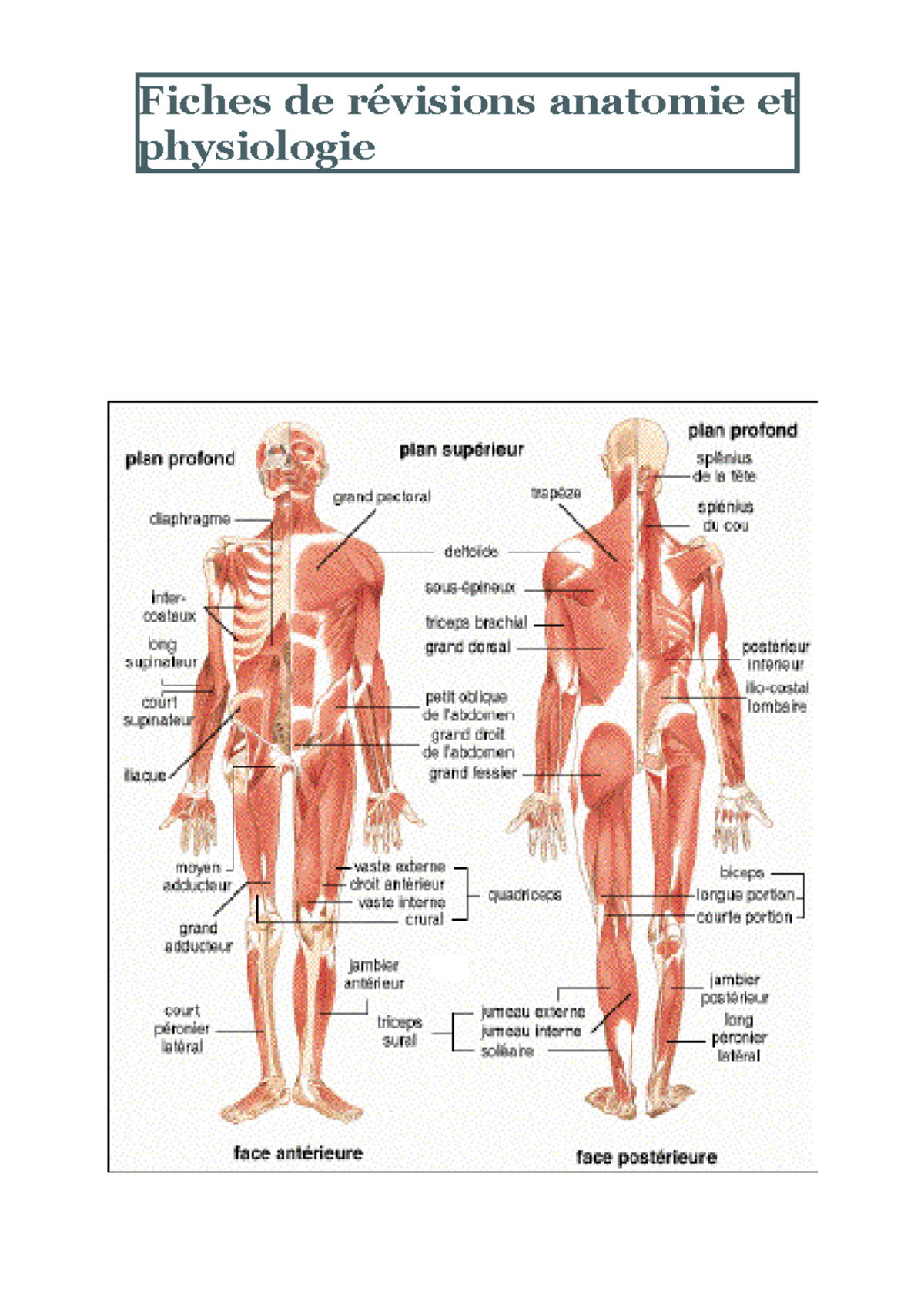 Fiches de révision anatomie et physiologie - Fiches de révisions ...