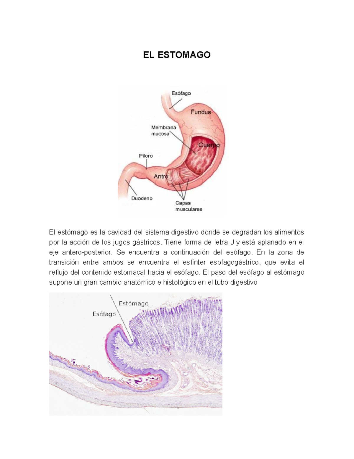 El estomago Nota 4.8 EL ESTOMAGO El estómago es la cavidad del