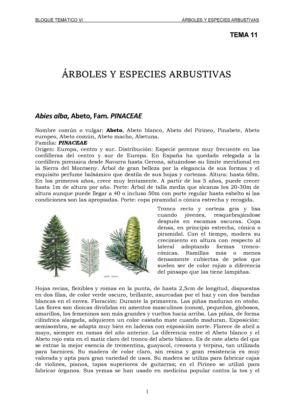 Tema 11 Arboles Y Especies Arbustivas 25153304 Ual Studocu