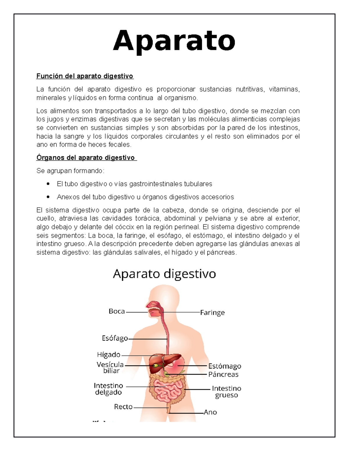 Sistema Digestivo, Función Del Aparato Digestivo - Anatomía II - UDABOL ...