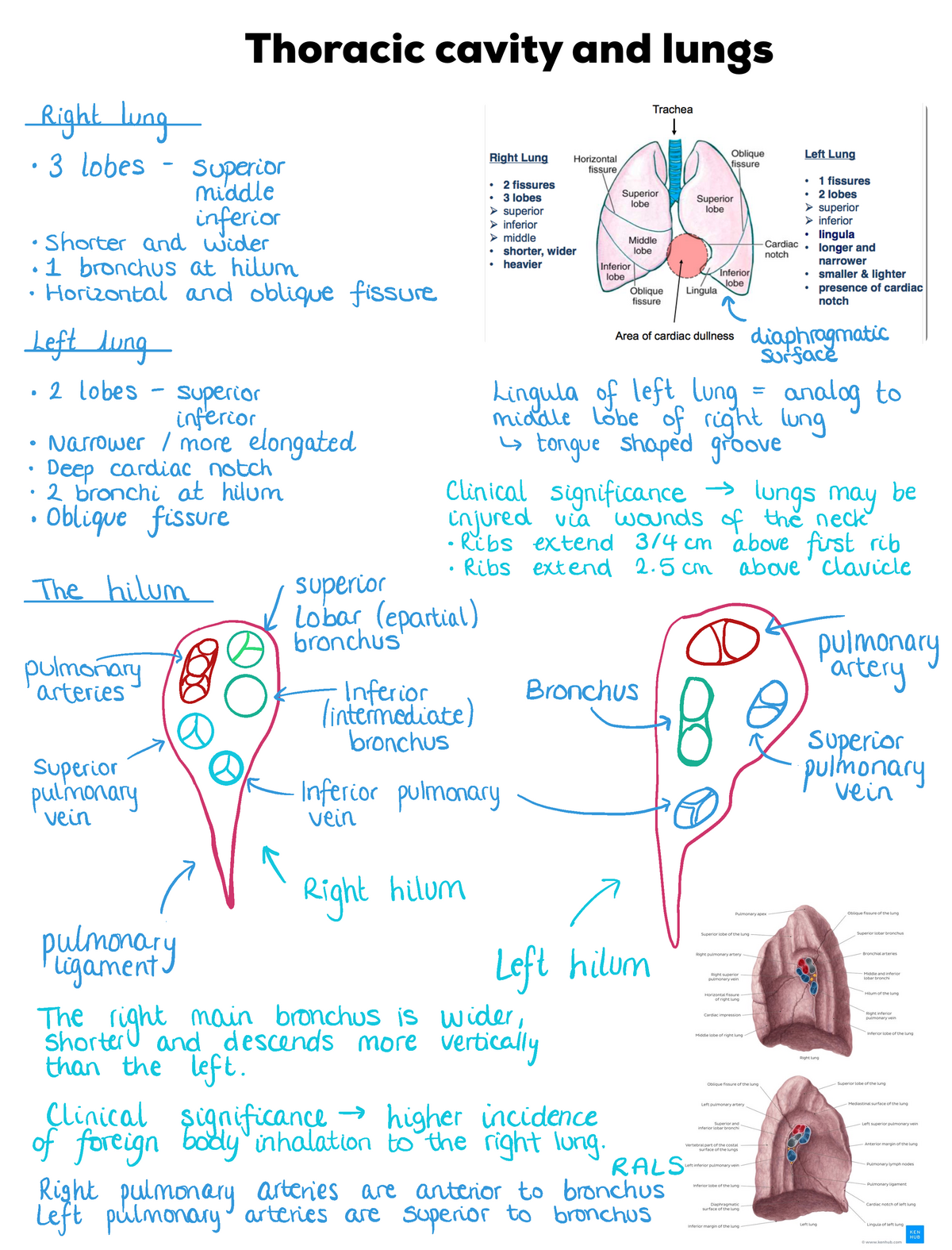 Thoracic wall and cavity notes - Right lung 3 lobes superior middle ...