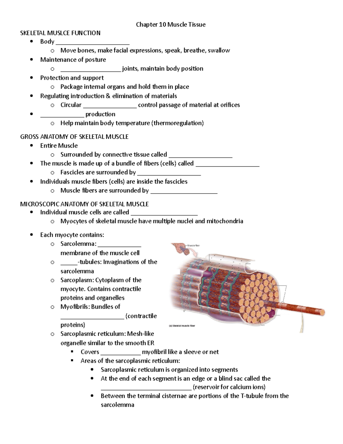 Chapter 10 Muscle Tissue 1 - SKELETAL MUSLCE FUNCTION Body ...