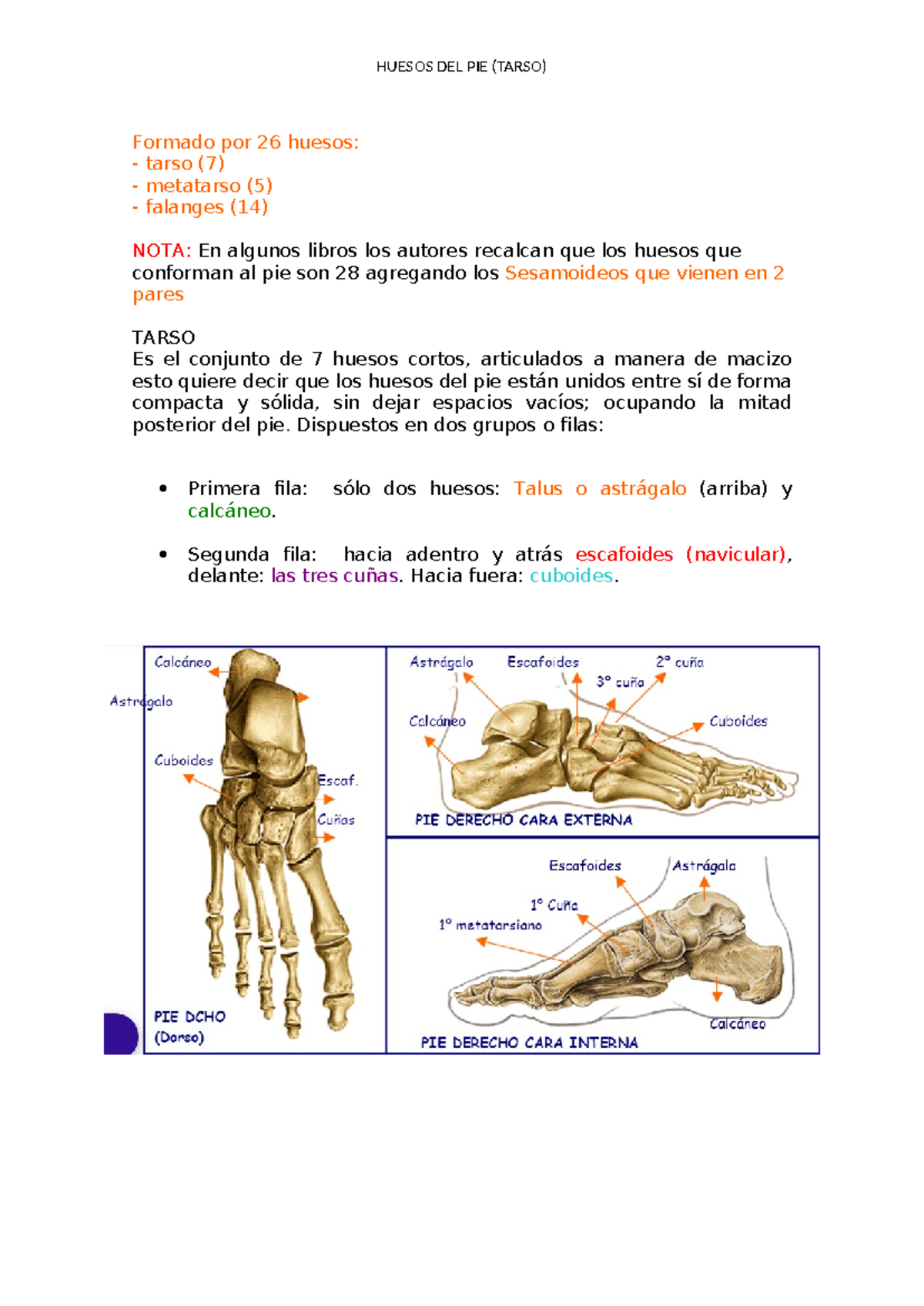 Huesos del pie - estudien - HUESOS DEL PIE (TARSO) Formado por 26 ...