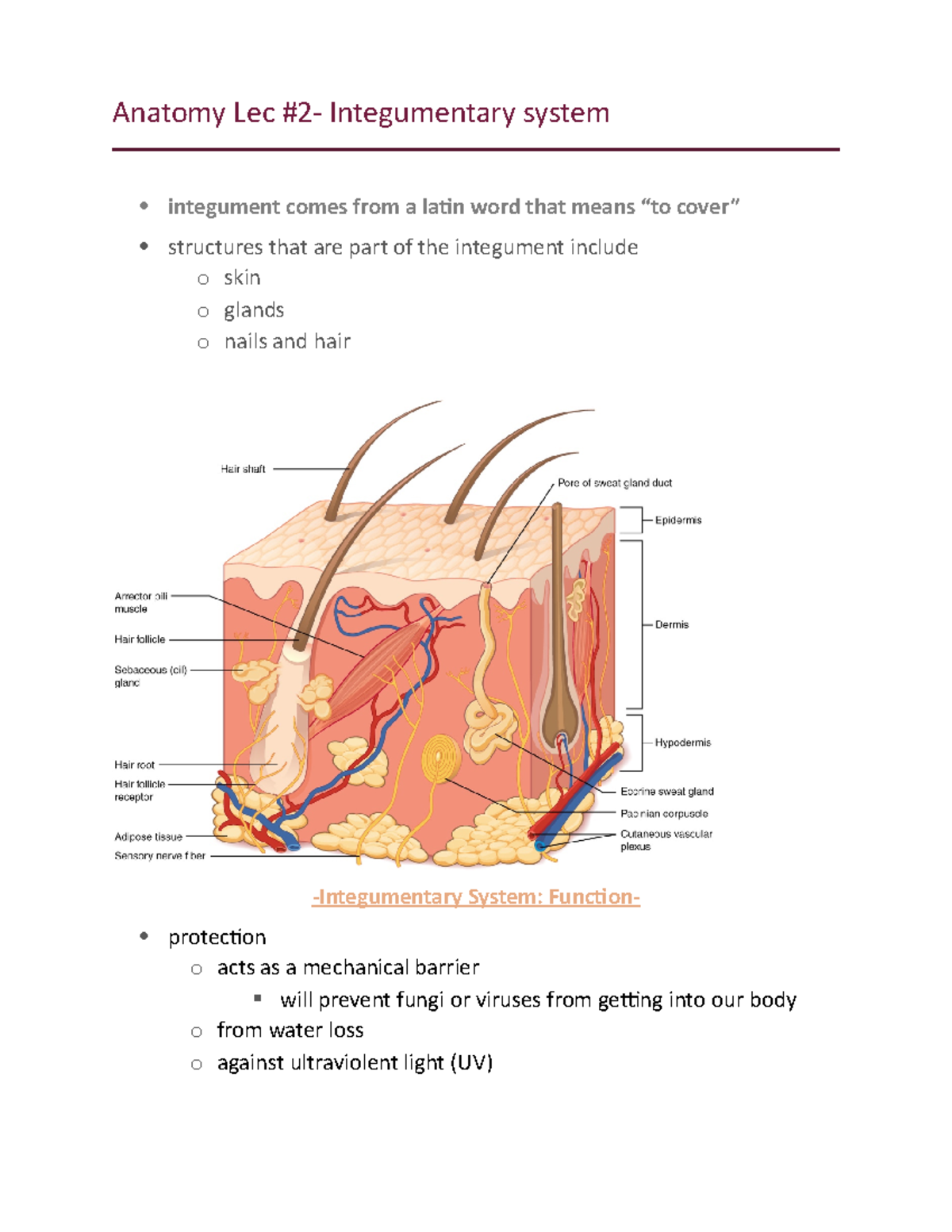 Anatomy Lec 2 Anatomy Lec 2 Integumentary system integument comes