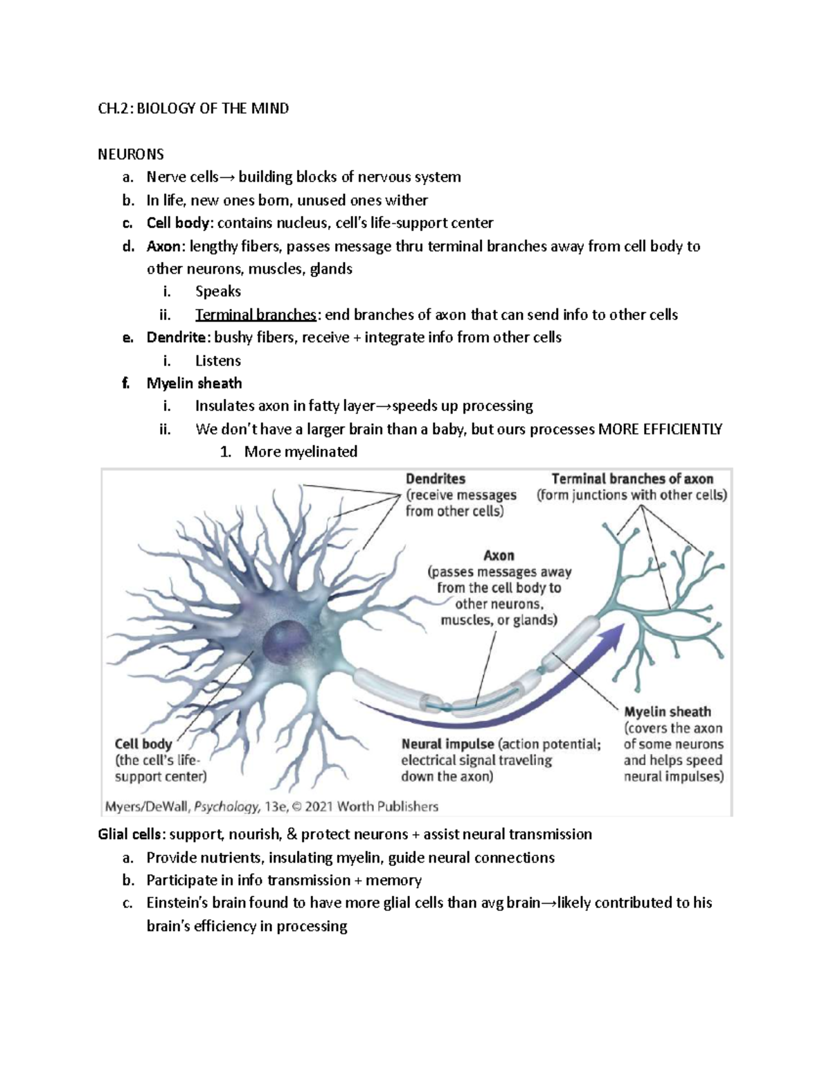 Intro TO Psych CH. 2 - CH: BIOLOGY OF THE MIND NEURONS A. Nerve Cells→ ...