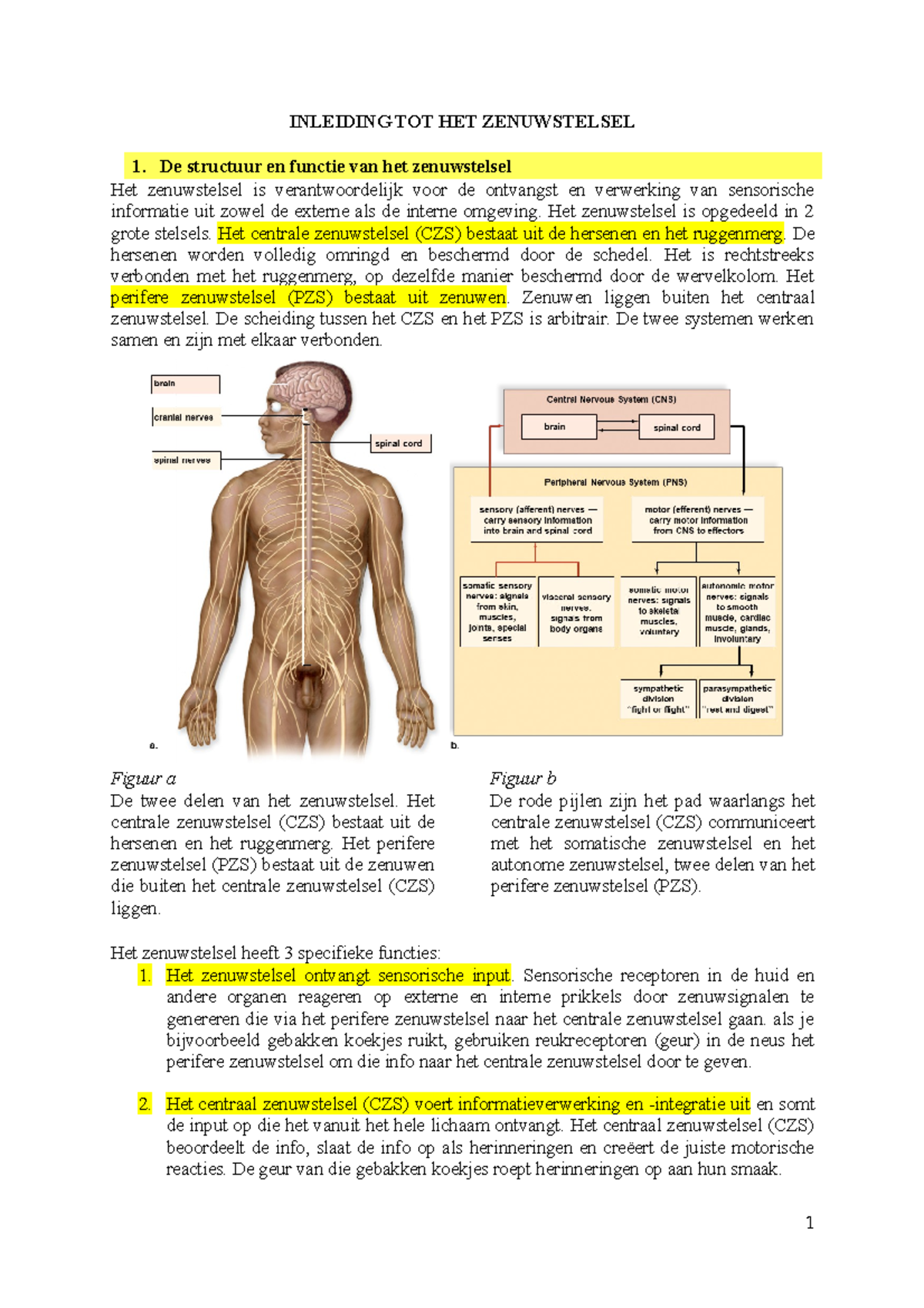 Inleiding Tot Het Zenuwstelsel - INLEIDING TOT HET ZENUWSTELSEL De ...