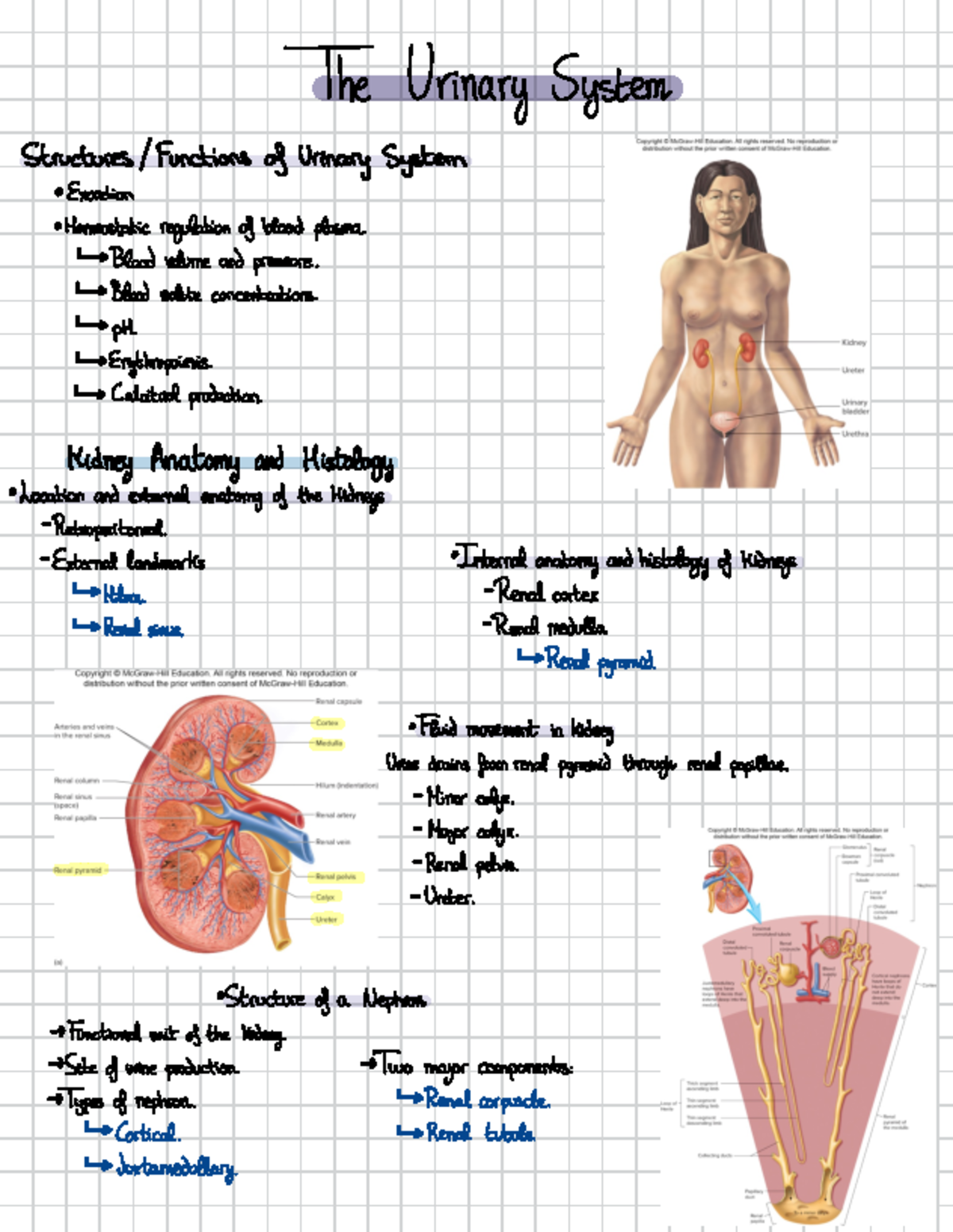 Urinary System - notes - The Urinary System Structures/Functions of ...