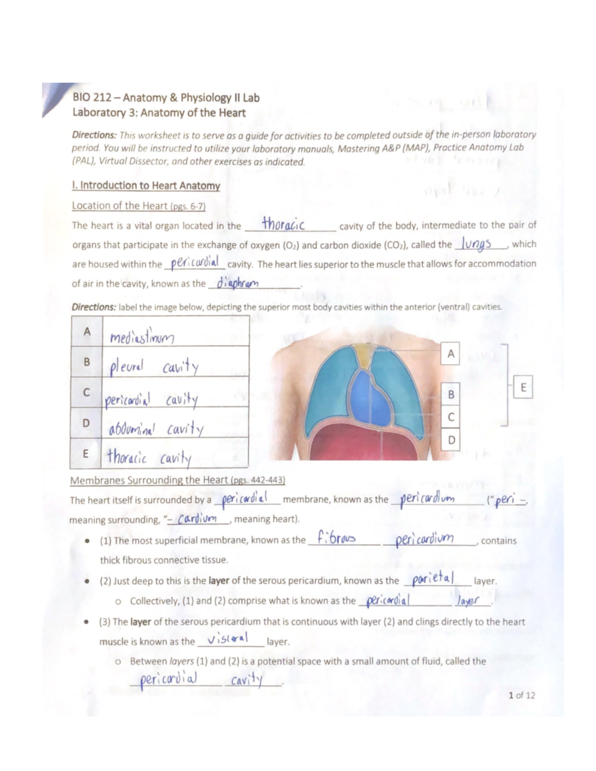 Lab 3 Anatomy Of The Heart Bio 212l Studocu