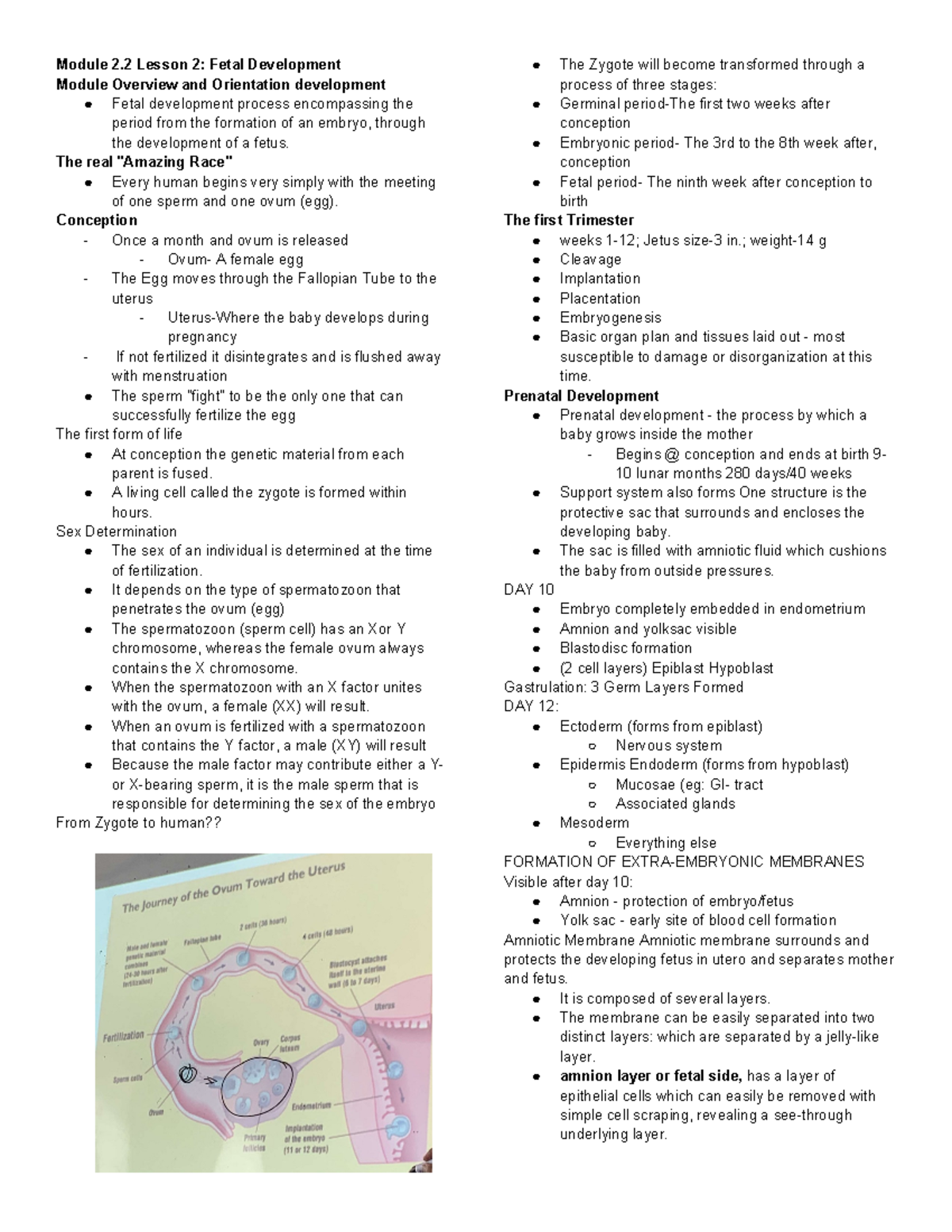 Midterm Notes- Maternal - Module 2 Lesson 2: Fetal Development Module ...