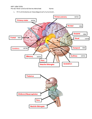 Lab 5 Axial And Appendicular Muscles Worksheet New Muscles-1 - Lab 5 