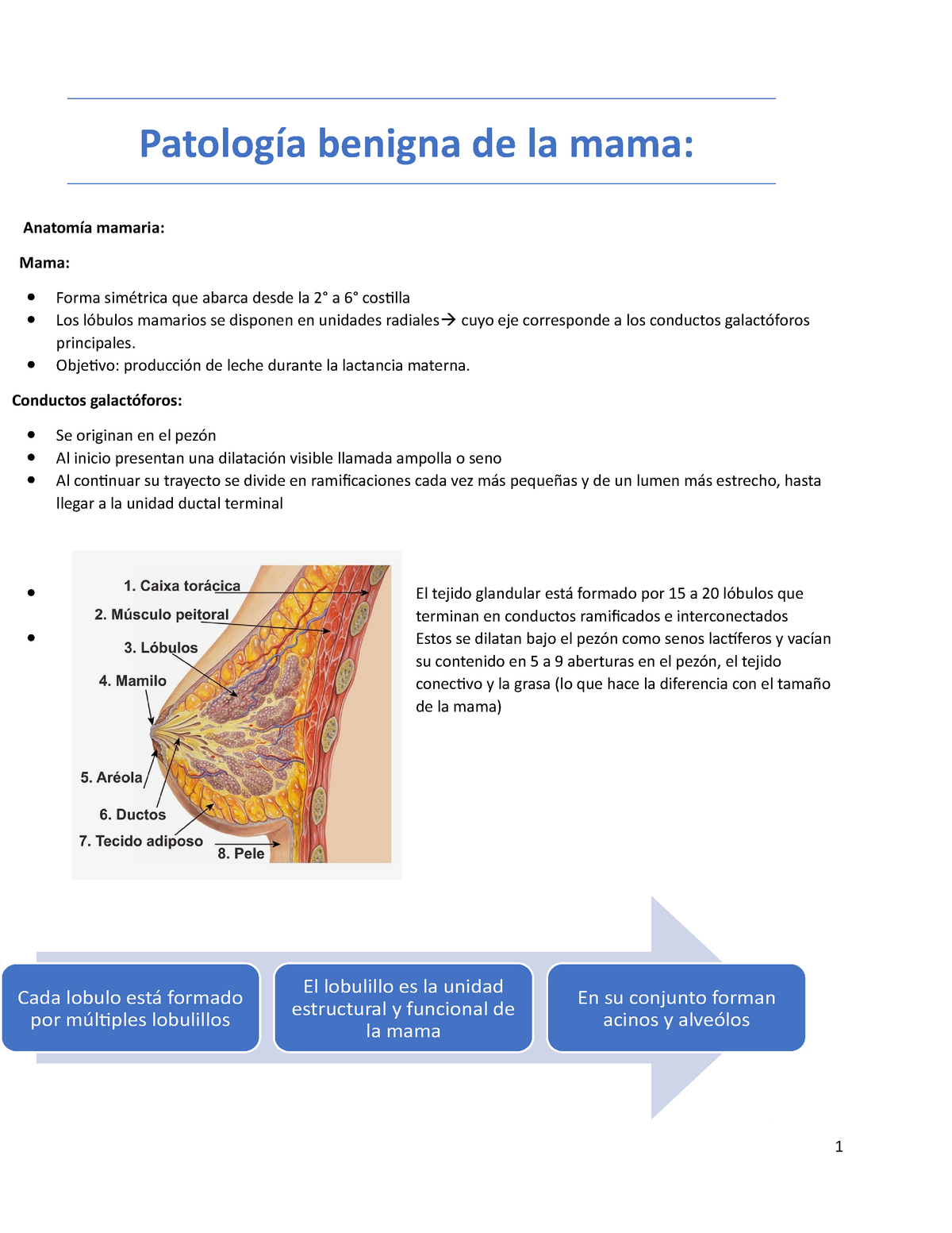 Patologias Benignas De La Mama Patolog A Benigna De La Mama Anatom A Mamaria Mama Studocu