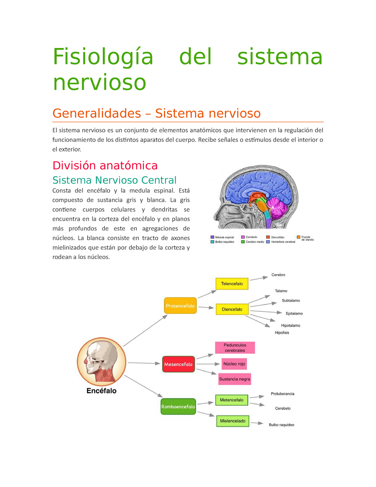 Anatomia Y Fisiologia Del Sistema Nervioso Autonomo