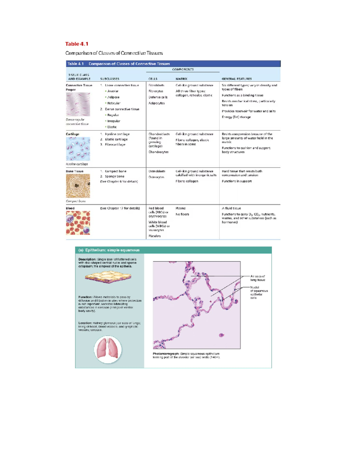 Pictures for Anatomy Lab - Table 4 Comparison of Classes of Connective ...