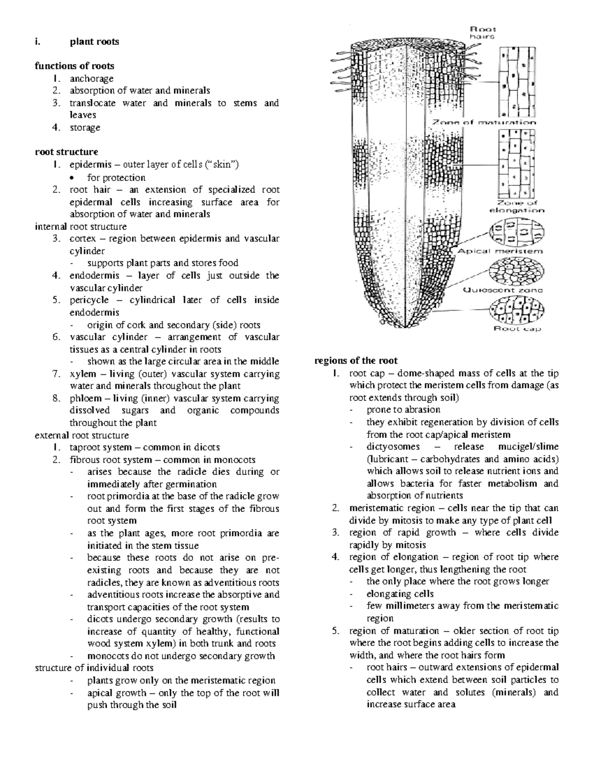 Bot-finals - i. plant roots functions of roots 1. anchorage 2 ...