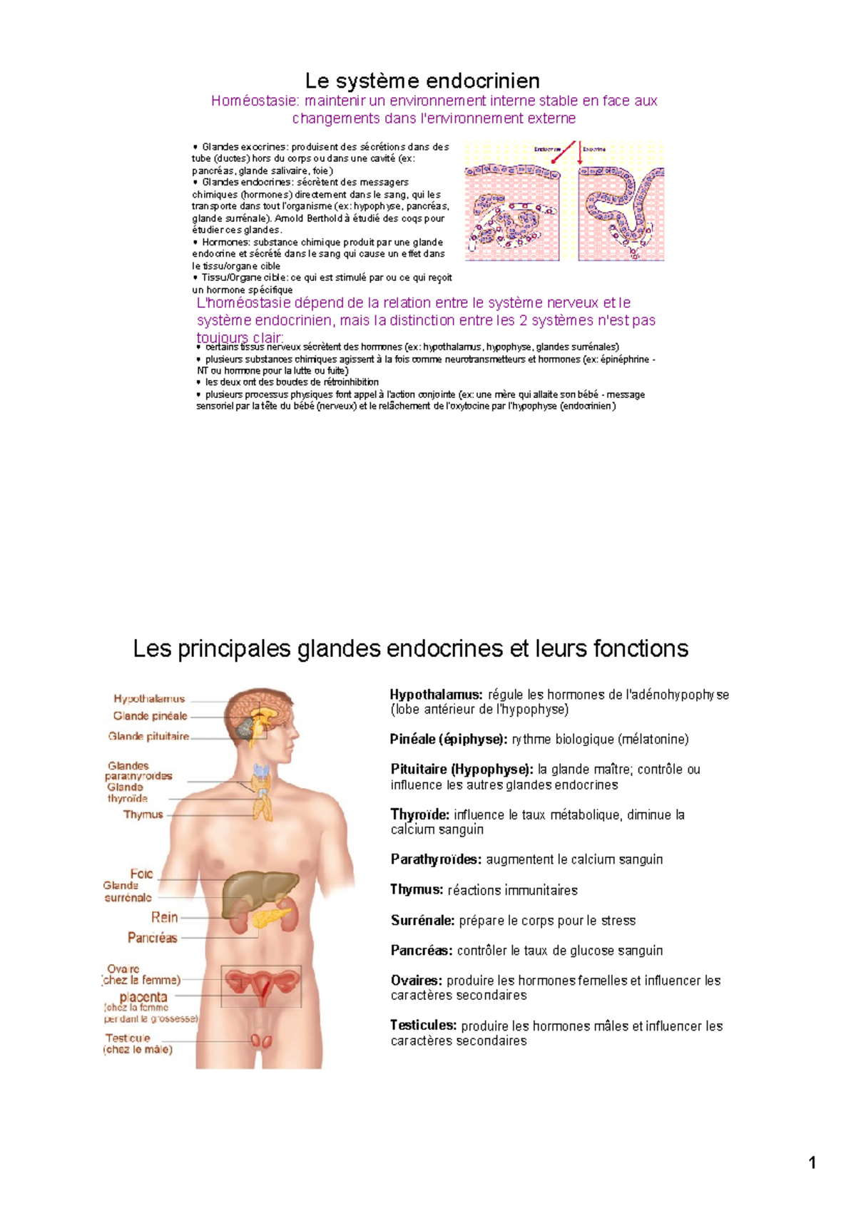 Hormone - Le système endocrinien Homéostasie: maintenir un ...