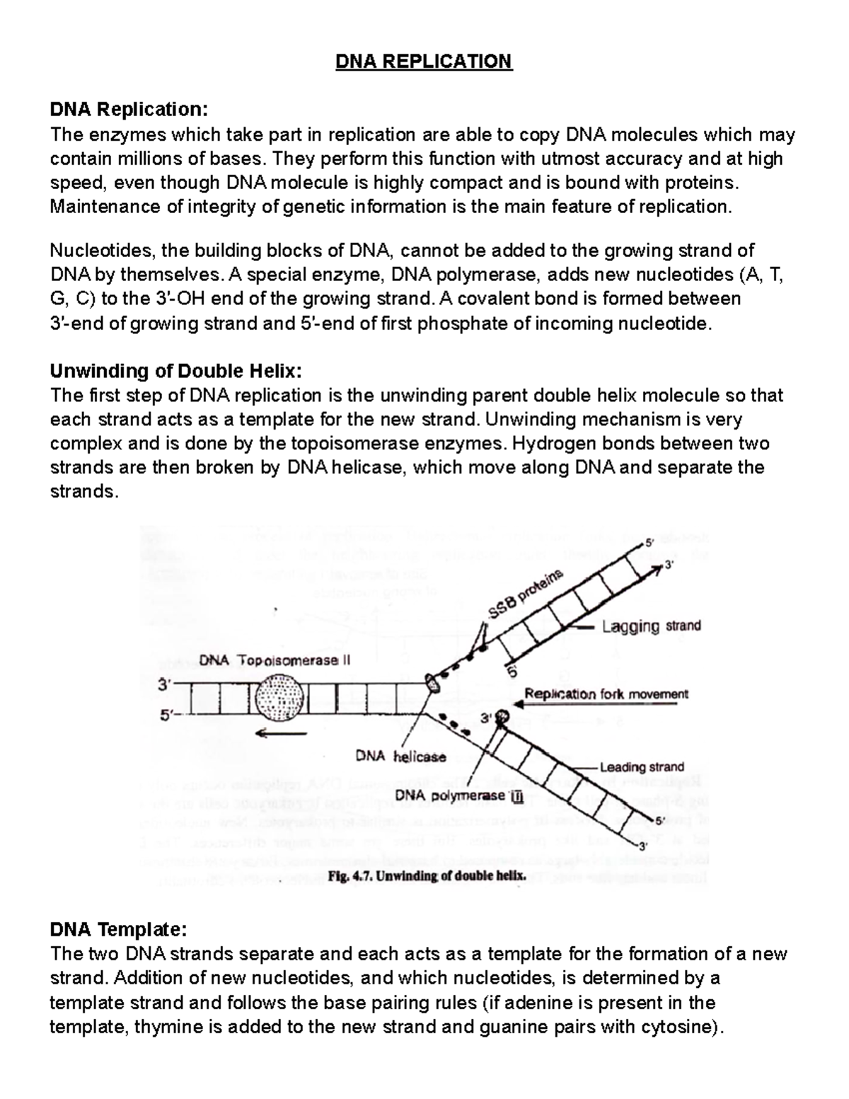 DNA Replication Detailed - DNA REPLICATION DNA Replication: The enzymes ...