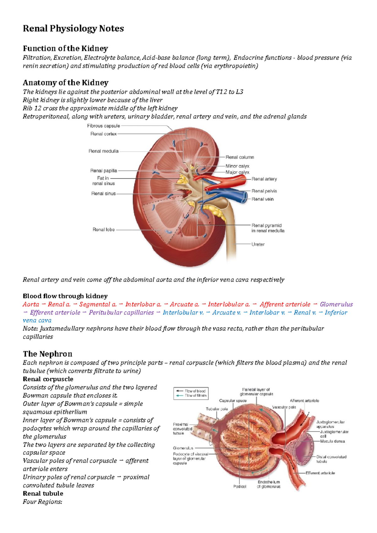 Renal physiology lecture notes - Renal Physiology Notes Function of the ...