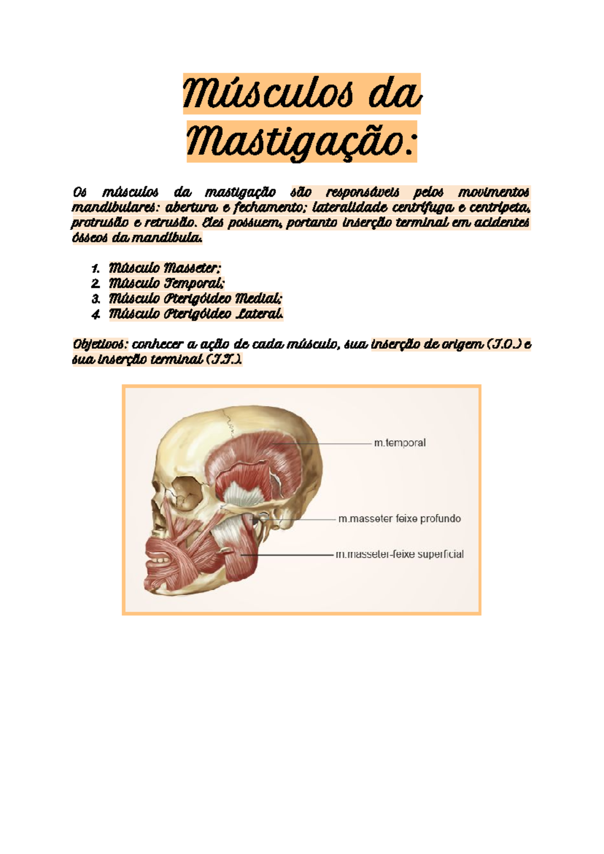 Músculo pterigóideo lateral: Origem, Inserção, Ação