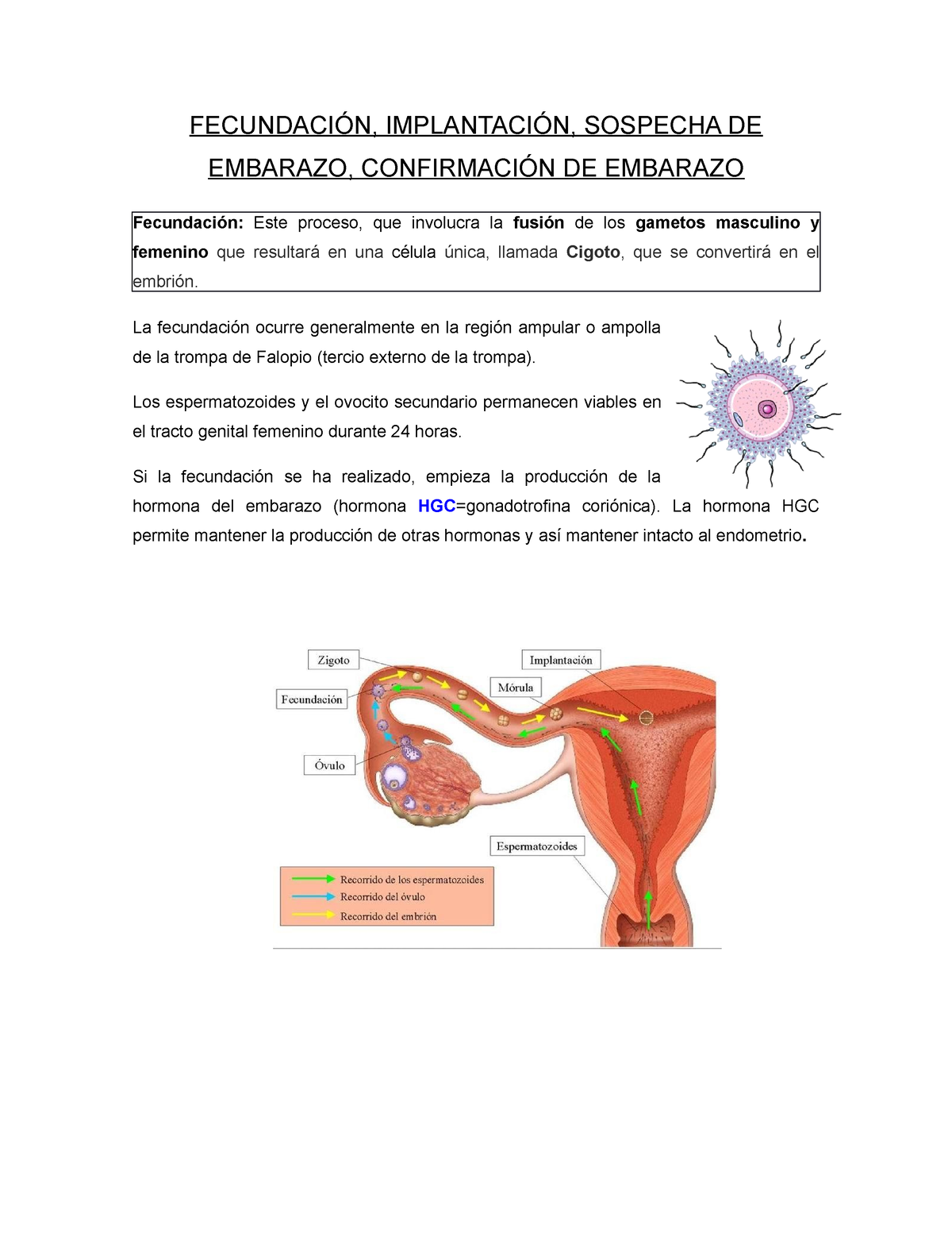 Resumen Fecundación Implantación Sospecha De Embarazo Confirmación Embarazo Certificado De 