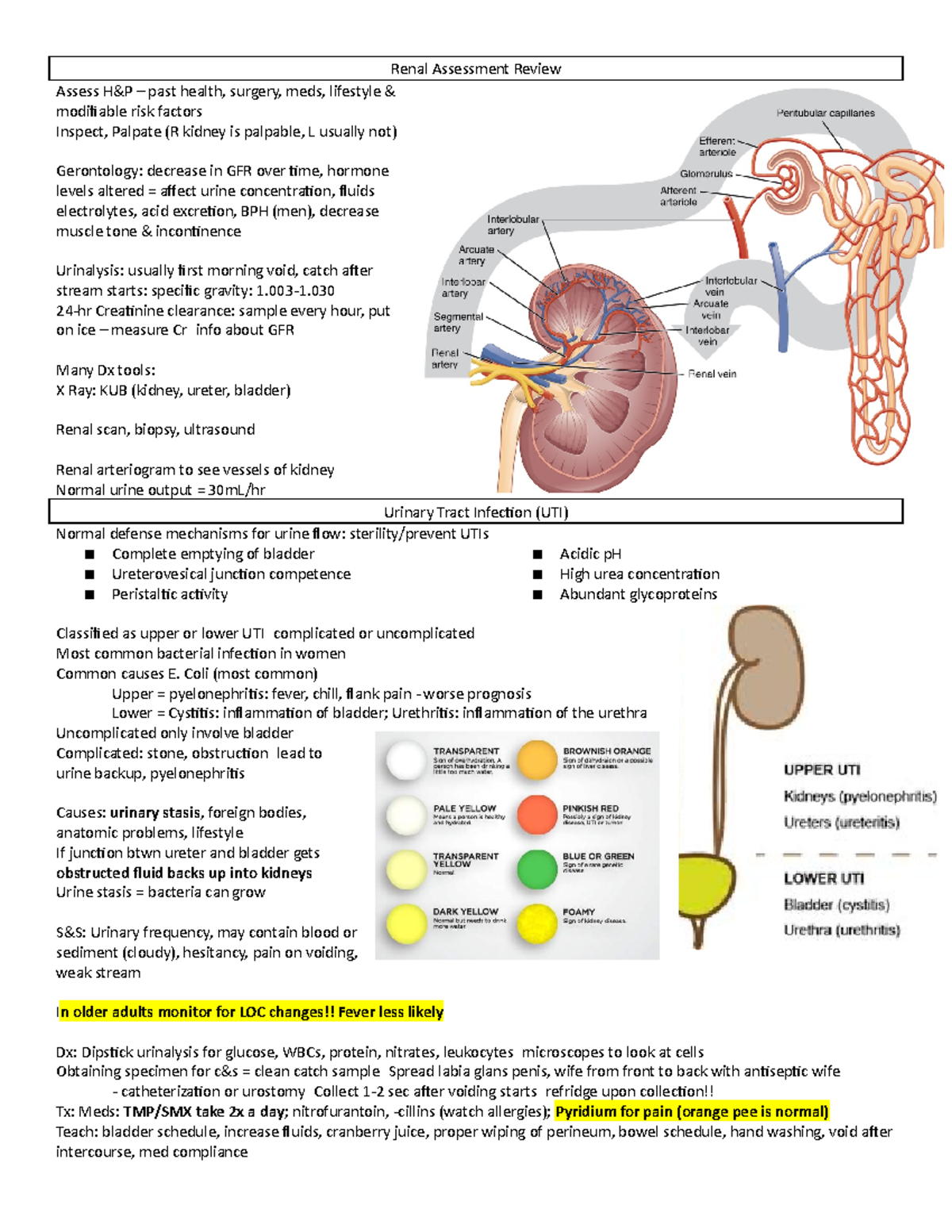 7215 - Study Guide To Help Out With Med Surg Exam 3 - Renal Assessment ...