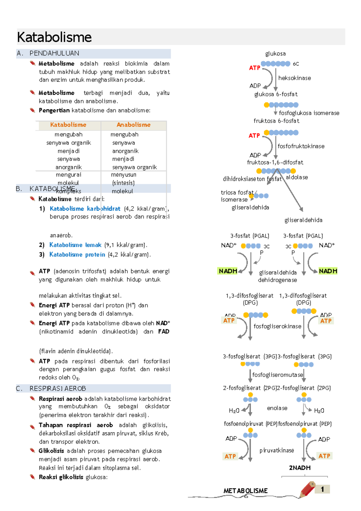 Biologi Katabolisme - Katabolisme Glukosa Metabolisme Adalah Reaksi ...