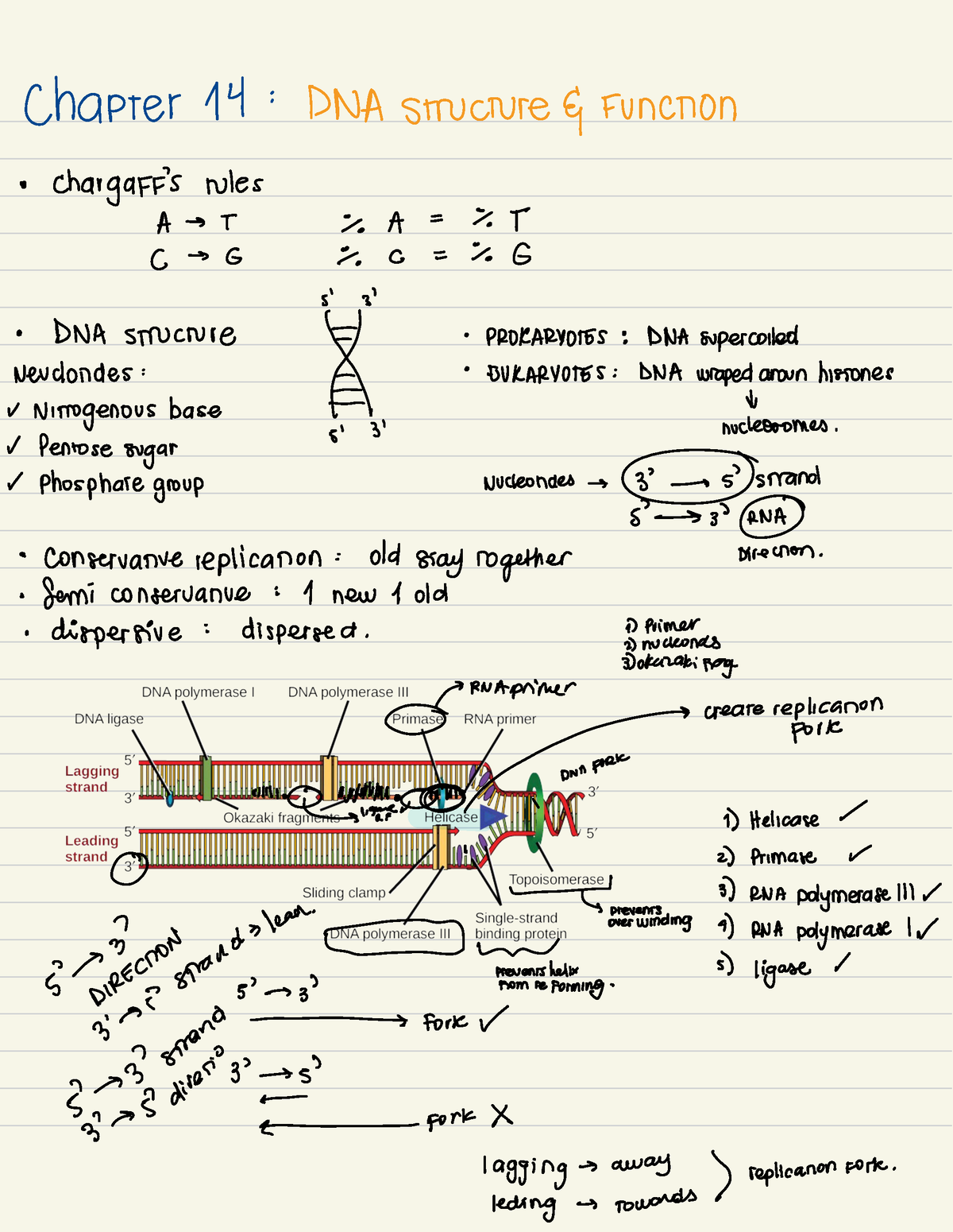 Biology Notes - Chapter 14 : DNA Structure G. Function Char Gaff 's ...