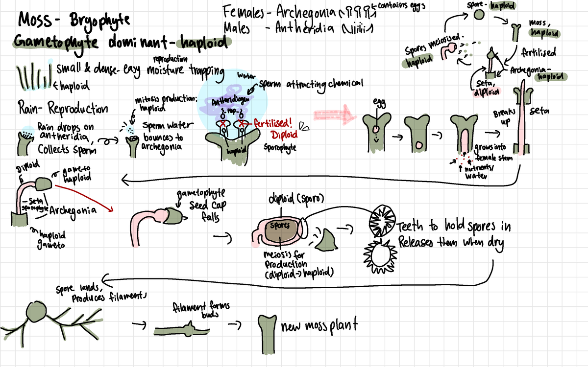 Bryophyte life cycle - Females- Archegonium containseggs spore-haploid ...