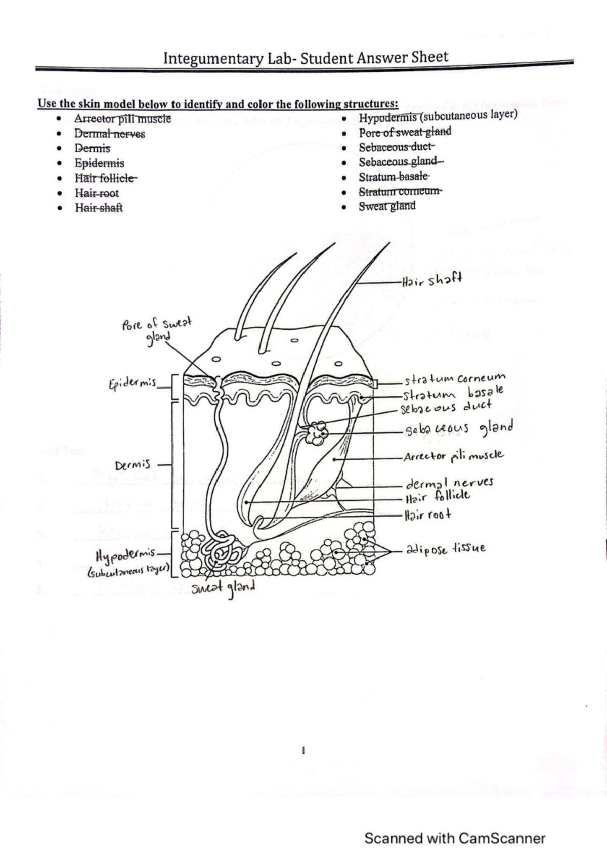 Cam Scanner 10-06-2022 07 - a Integumentary Student Answer Sheet ee Use ...