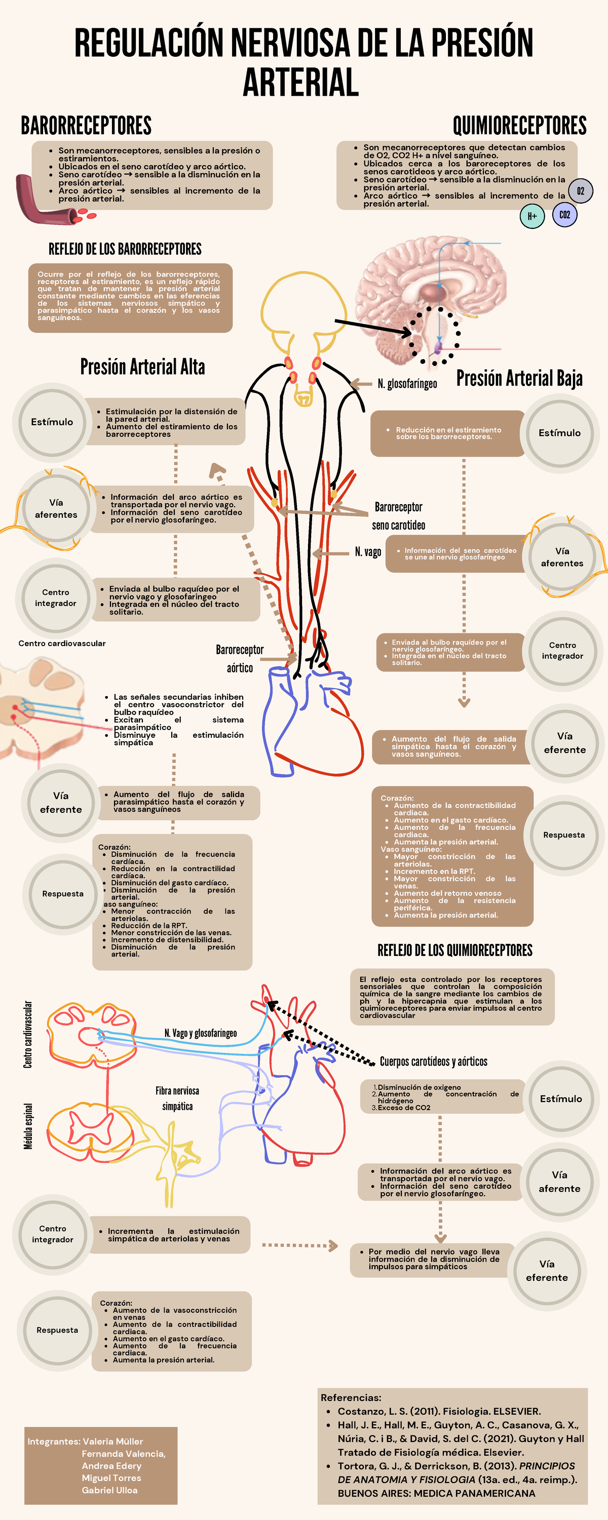 B-Regulación nerviosa de la presión arterial - BARORRECEPTORES ...