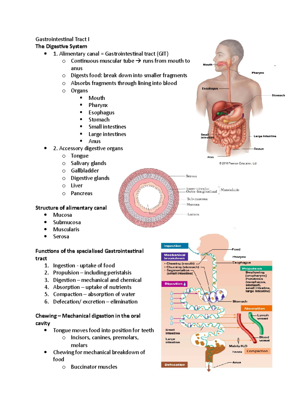 Gastrointestinal Tract - Alimentary canal = Gastrointestinal tract (GIT ...